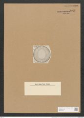 Campylodiscus helianthus A. Schm. (de-Toni-Nr.: Genus 57, Species 2474) Zeichnungen Sammlung Grunow Nr. 4978 (NHMW-BOT-W0373214)
